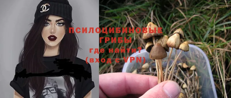 где купить наркоту  Баймак  mega ТОР  Псилоцибиновые грибы Psilocybine cubensis 